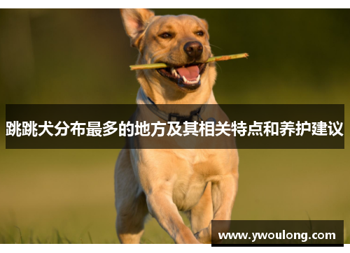跳跳犬分布最多的地方及其相关特点和养护建议